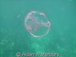 Moon Jelly off of the Key Largo Dry Rocks. by Aidan Waterbury 
